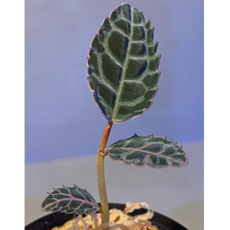 Labisia sp. from Riau sumatera [LA0815-01]