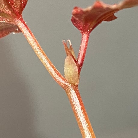 Begonia sp. "Crazy pink" from Lampung sumatera [LA1118-03]