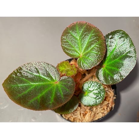 Begonia sp. from Manaus