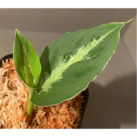 Aglaonema pictum multicolor Chinook BNN from Sibolga Timur [AZ0415-2]