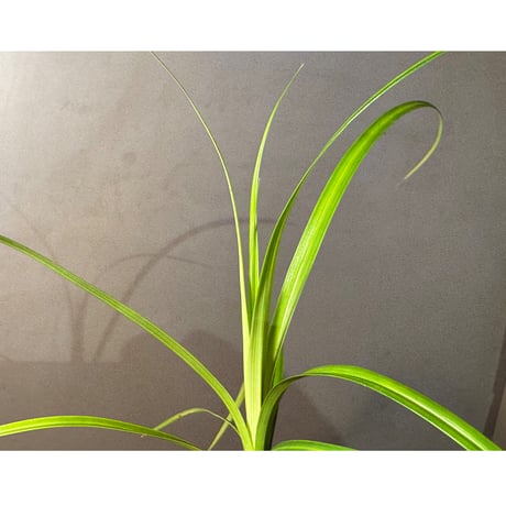 Cyperus sp. from Baratang Island Andaman