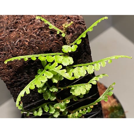 Teratophyllum aculeatum from Nanga pinoh [TB]