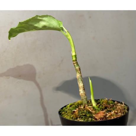 (タグ付き2芽) Aglaonema pictum CW1507 モザイク from Sumatera barat [TB]