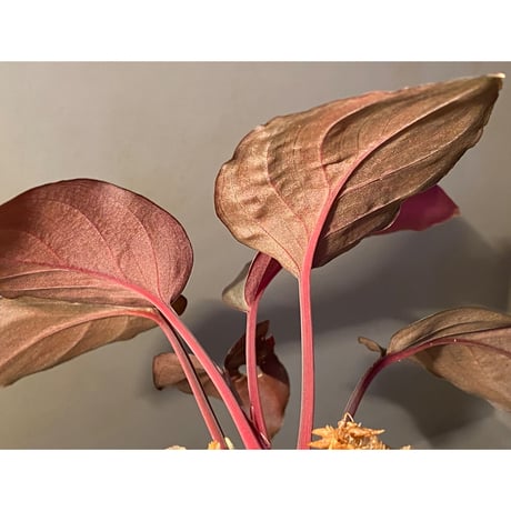 (大株) Homalomena sp. "STRONG ZERO" from P.Lingga[AZ0917-1]