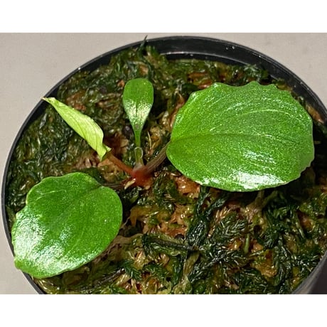 Homalomena terajaensis "Labi" Green Brunei [TB]