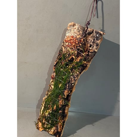 Moss from Borneo