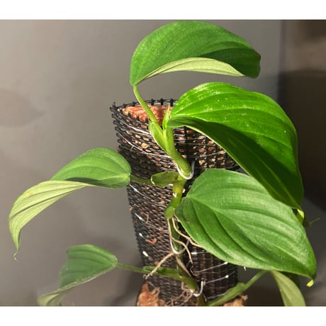 Philodendron sp. from Iquitos Peru [tanakay]