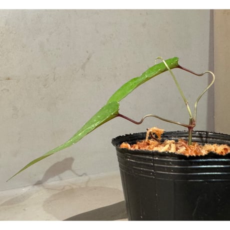 Cissus sp. "Padang" Sumatra barat [TB]