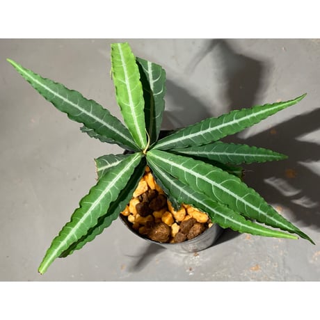 Ardisia sp. from North Sanggau