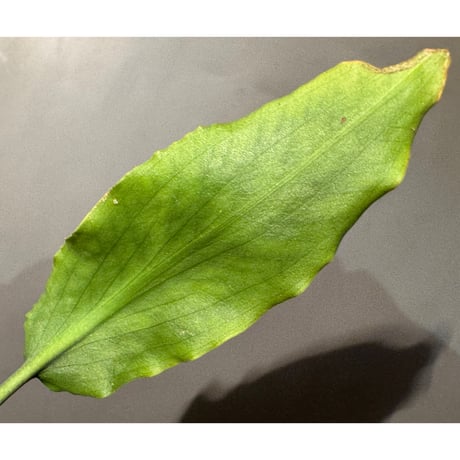 Cryptocoryne joshanii from Basilan island philippines [LA]