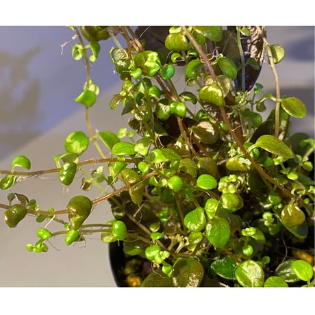 Pilea imparifolia from Iquitos Peru [tanakay]