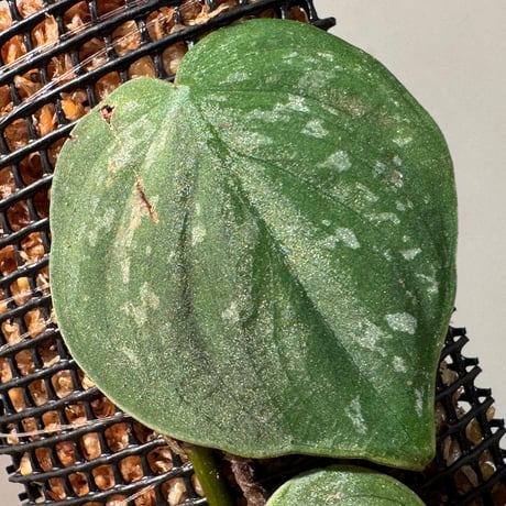 Philodendron sp. from Iquitos Peru [tanakay]