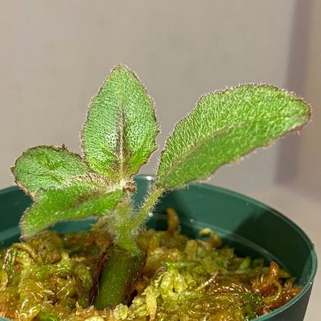 Nautilocalyx forgetii