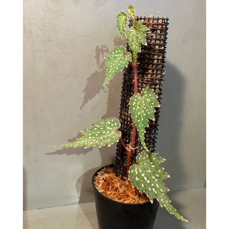 Begonia sp. from Luzon Aurora Philippines 標高500m付近　[KSB]