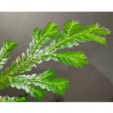 Selaginella sp. from Prachuap Khiri Khan Thailand