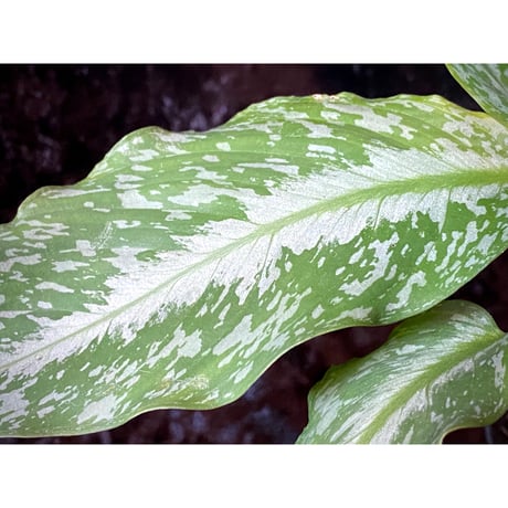 Schismatoglottis Rongisupata from West Kalimantan [KN]