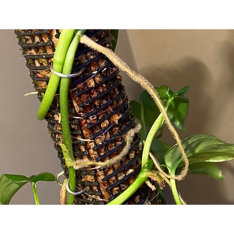 Philodendron sp. from Iquitos Peru [tanakay]