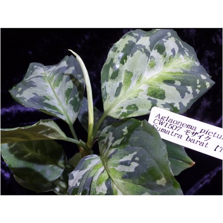 (タグ付き2芽) Aglaonema pictum CW1507 モザイク from Sumatera barat [TB]