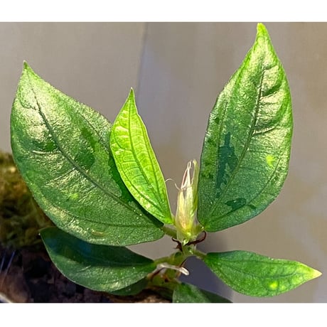 Elatostema sp. from Nopphitam [TK260915]