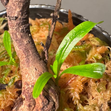 Homonoia riparia from Phu Yen Vietnam