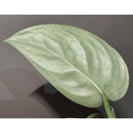 Scindapsus "Silver Princess"