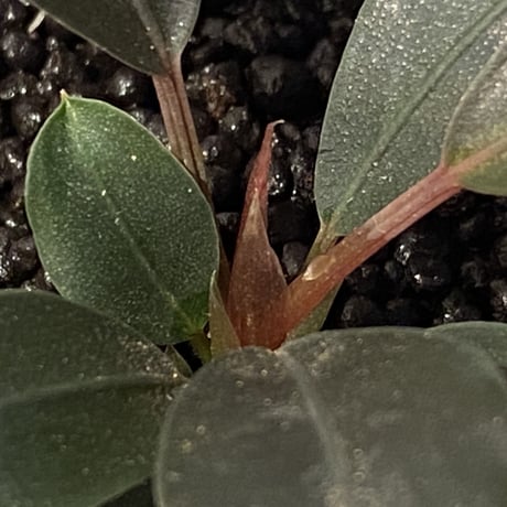 Bucephalandra sp. "Flamingo"