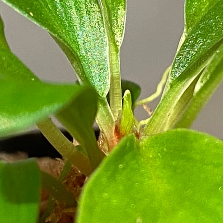 Homalomena sp. [LA0317-z-r] ②