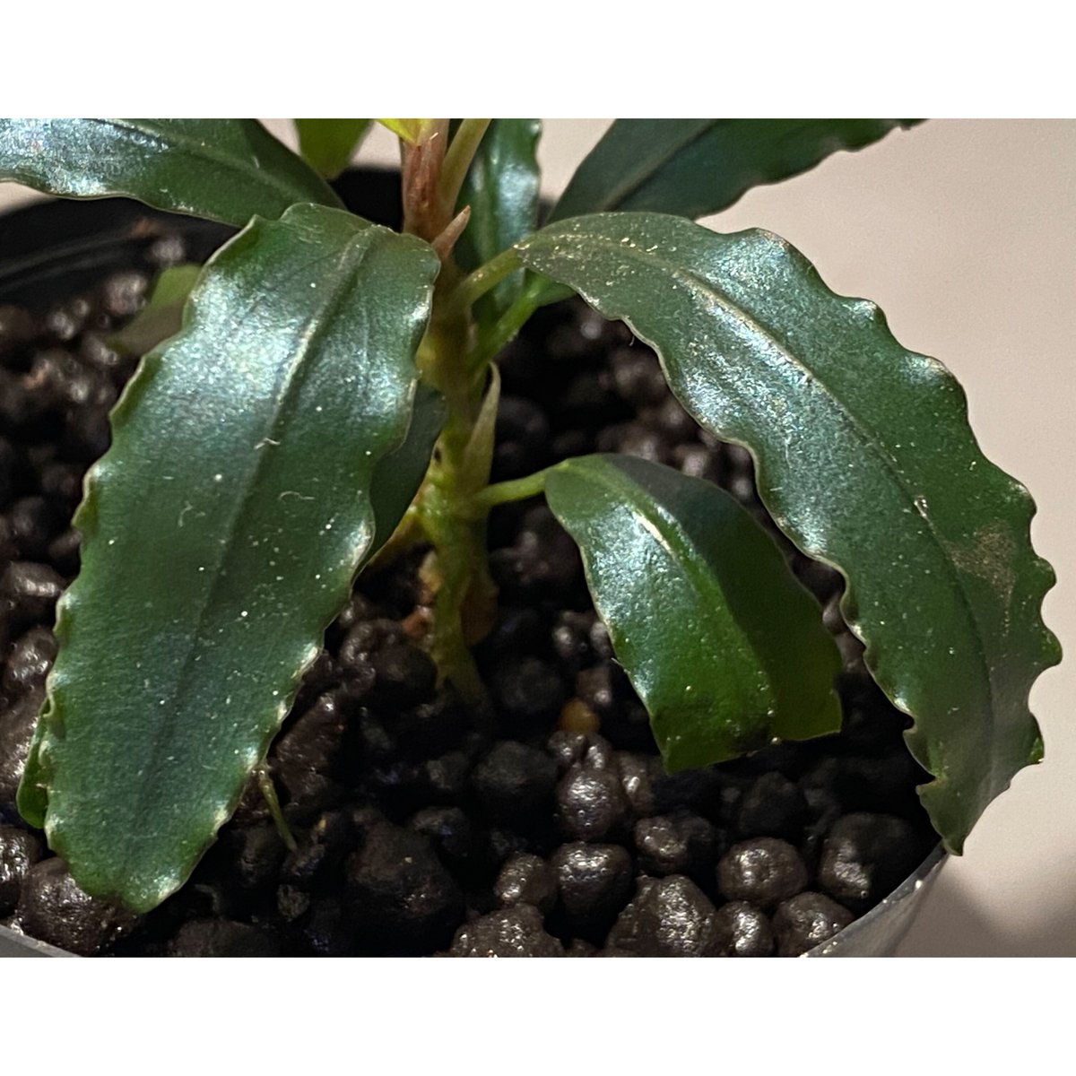 水草 Bucephalandra sp. Sokan 水草 Bucephalandra sp. Sokan Bucephalandra sp. Sokan - メルカリ