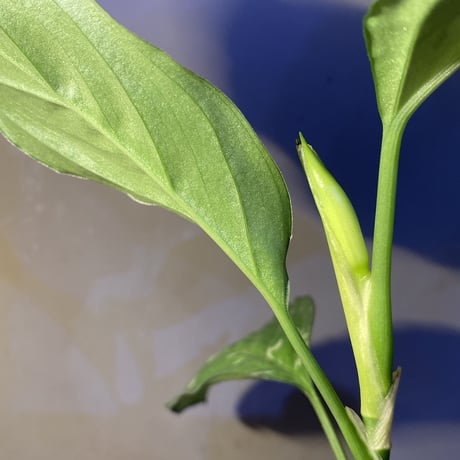 Aglaonema pictum GW1707 "Padang sidempuan" [TB]