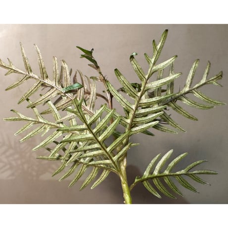 Labisia sp. from Central Papua