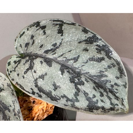 Scindapsus "Silver Lady"