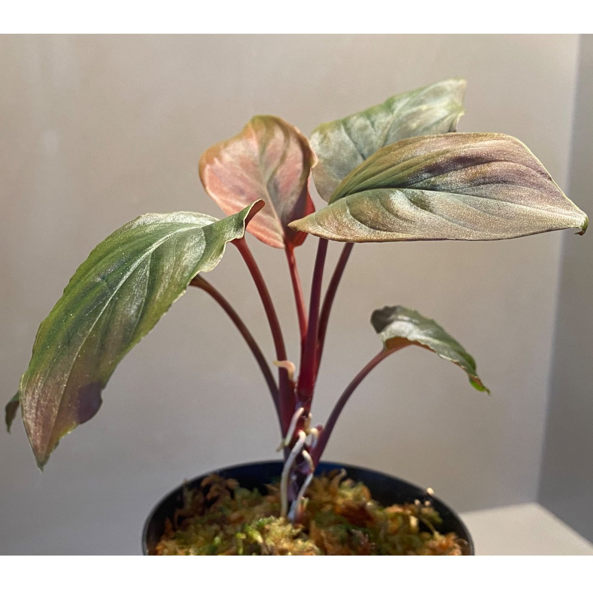 Homalomena sp. “夕霧” T-3810-2 Homalomena sp. 夕霧 T-3810-2 - メルカリ