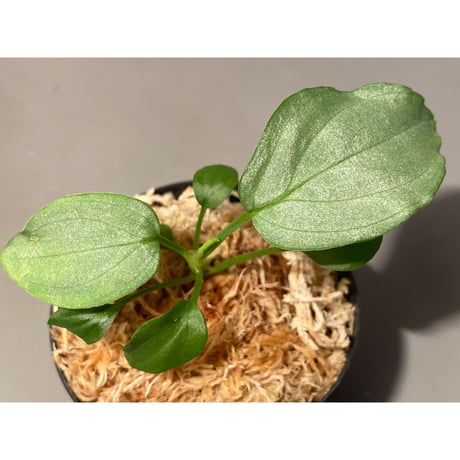 Homalomena sp. "Emerald Silver × ?" wf1 from Kepulauan Riau [KZT]