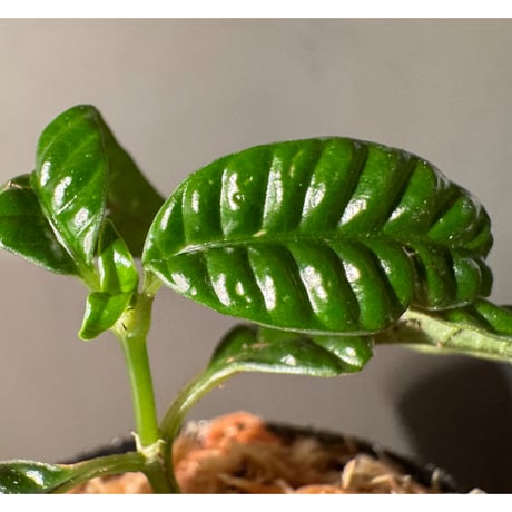 Acranthera sp. from Boyan West Kalimantan