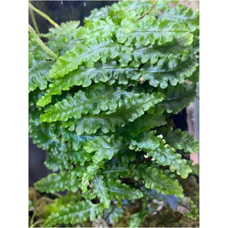 Teratophyllum sp. from Sibolga Timur [HW1017-03]