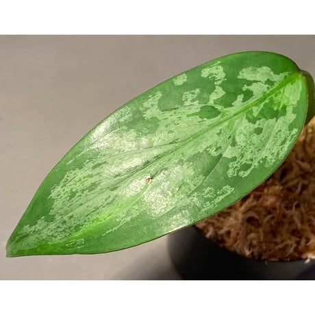 Aglaonema pumilum from Sangkhlaburi Thailand
