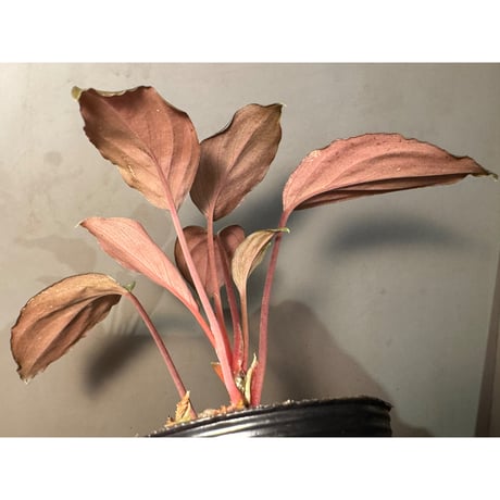 Homalomena sp. "Glossy Purple" from Malaysia