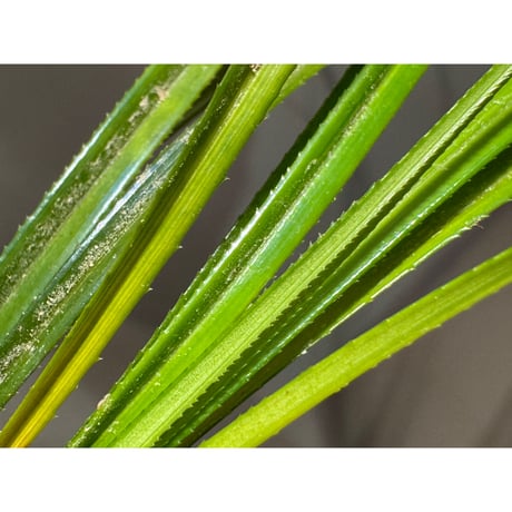 Mapania sp. from "Nanga pinoh" Melawi Kalimantan barat [TB]