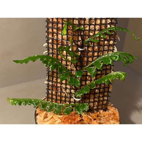 Teratophyllum aculeatum from Nanga pinoh [TB]