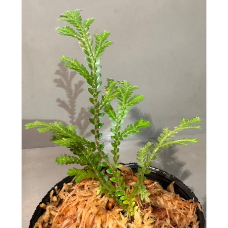 Selaginella sp. from Prachuap Khiri Khan Thailand