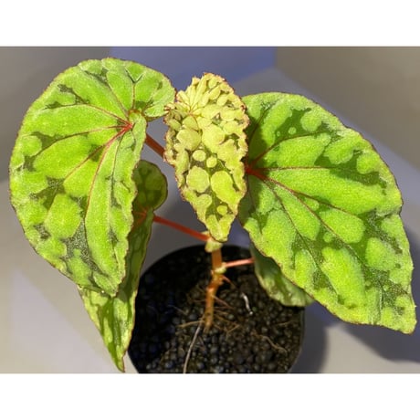 Begonia chlorosticta (Green) from Borneo Sarawak