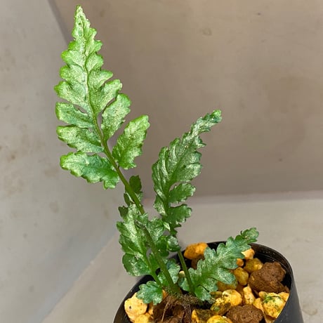 Bolbitis sp. from Siberut [LA]