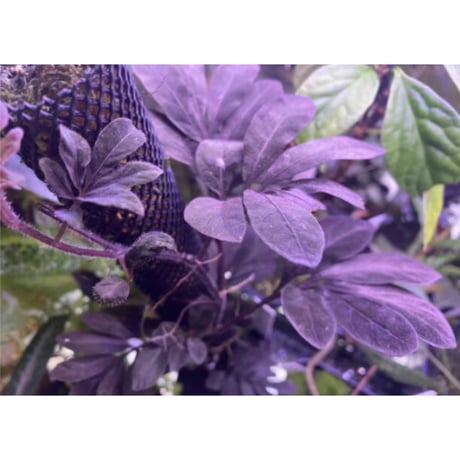 Solanum uleanum
