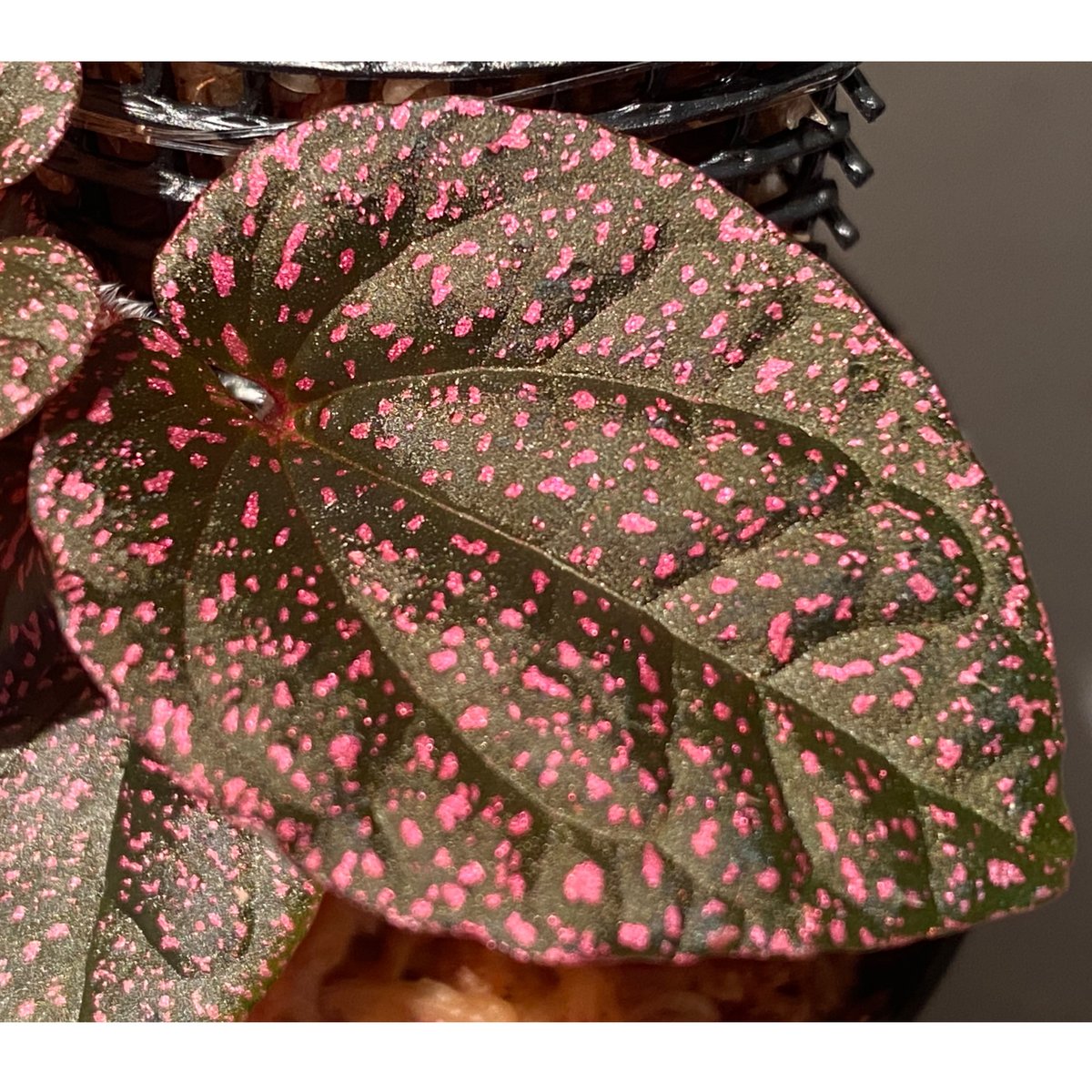 Piper sp. from Papua New Guinea | M・R・G・R