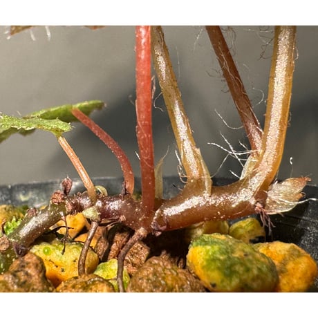 Begonia cf. ferox from Cao Bang [YH040519BK] TK