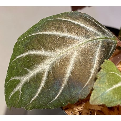 Diastema cf. luteolum from Bosco Ecuador alt1,800m