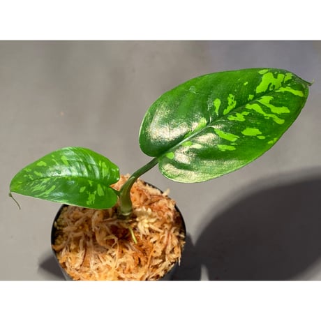 Schismatoglottis sp. from Kapuas hulu