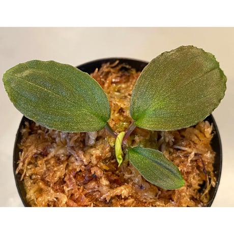 Homalomena sp.  Sabah-2 [R1217-01c]