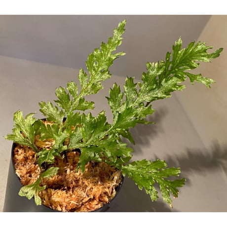Crepidomanes auriculatum 屋久島産 [KSB]