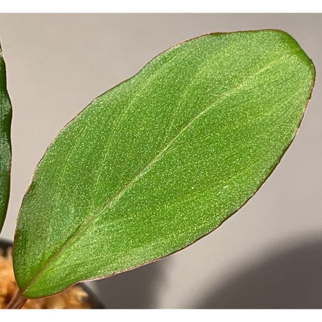 Homalomena sp. "Nanga pinoh" セミビロード Melawi Kal barat [TB]